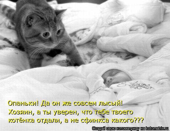 Опаньки! Да он же совсем лысый! Хозяин, а ты уверен, что тебе твоего котёнка отдали, а не сфинкса ка... Котоматрица: Опаньки! Да он же совсем лысый! Хозяин, а ты уверен, что тебе твоего котёнка отдали, а не сфинкса какого???