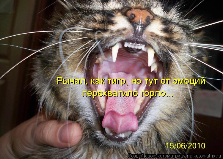 Рычал, как тигр, но тут от эмоций перехватило горло...... Котоматрица: Рычал, как тигр, но тут от эмоций перехватило горло...