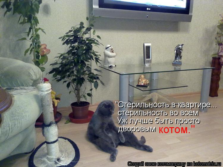 "Стерильность в квартире... стерильность во всем Уж лучше быть просто дворовым котом."... Котоматрица: "Стерильность в квартире... стерильность во всем Уж лучше быть просто дворовым котом."