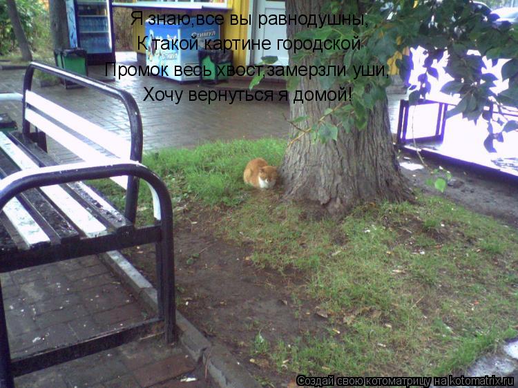 Котоматрица: Промок весь хвост,замерзли уши, Хочу вернуться я домой! К такой картине городской Я знаю,все вы равнодушны,