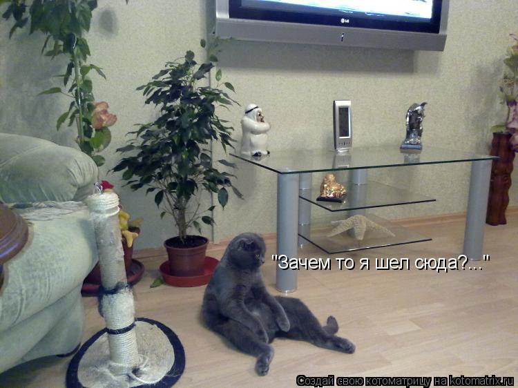 "Зачем то я шел сюда?..."... Котоматрица: "Зачем то я шел сюда?..."