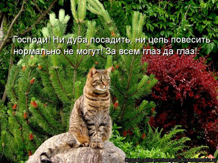Господи! Ни дуба посадить, ни цепь повесить нормально не могут! За всем глаз да глаз!... Котоматрица: Господи! Ни дуба посадить, ни цепь повесить нормально не могут! За всем глаз да глаз!