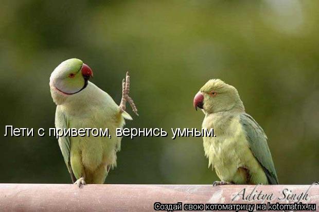 Лети с приветом, вернись умным.... Котоматрица: Лети с приветом, вернись умным.