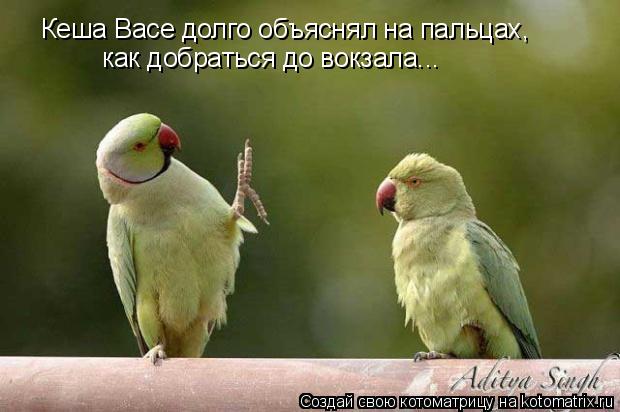 Кеша Васе долго объяснял на пальцах, как добраться до вокзала...... Котоматрица: Кеша Васе долго объяснял на пальцах, как добраться до вокзала...