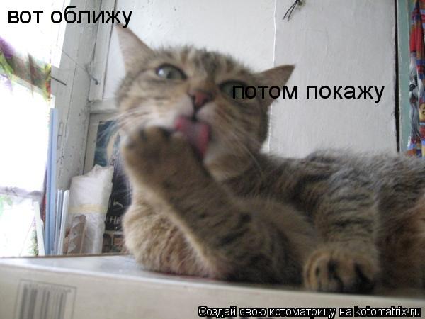 вот оближу потом покажу... Котоматрица: вот оближу потом покажу