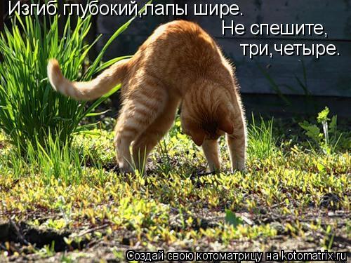 Изгиб глубокий,лапы шире. Не спешите, три,четыре.... Котоматрица: Изгиб глубокий,лапы шире. Не спешите, три,четыре.
