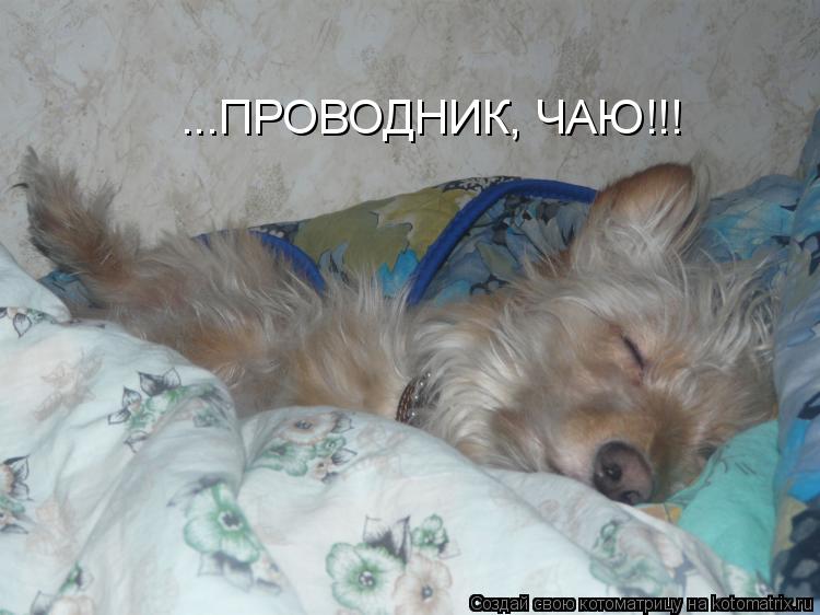 ...ПРОВОДНИК, ЧАЮ!!!... Котоматрица: ...ПРОВОДНИК, ЧАЮ!!!