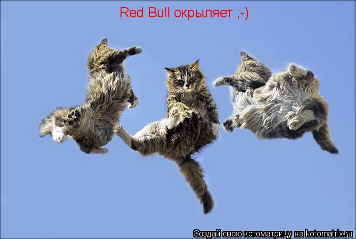 Red Bull окрыляет ;-)... Котоматрица: Red Bull окрыляет ;-)