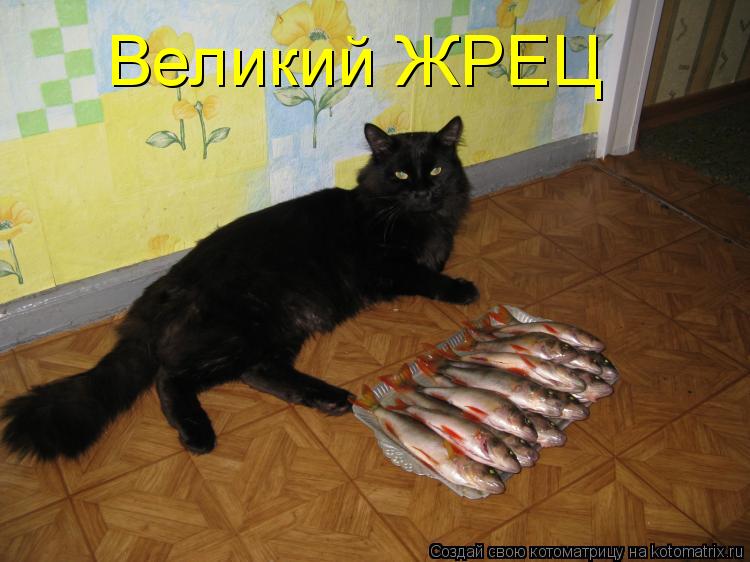 Великий ЖРЕЦ... Котоматрица: Великий ЖРЕЦ