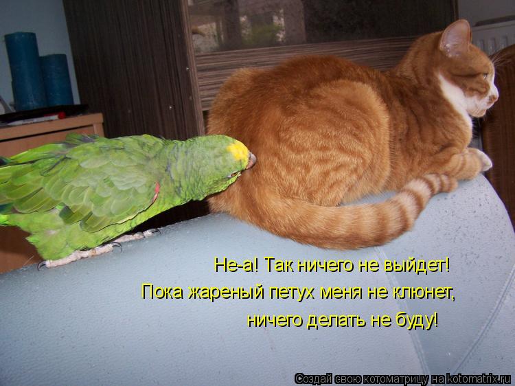 Не-а! Так ничего не выйдет! Пока жареный петух меня не клюнет, ничего делать не буду!... Котоматрица: Не-а! Так ничего не выйдет! Пока жареный петух меня не клюнет, ничего делать не буду!
