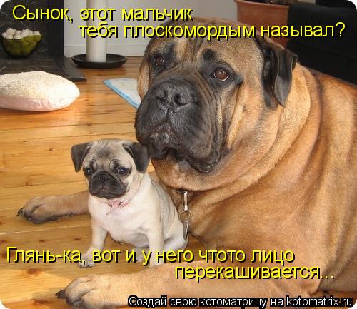 Сынок, этот мальчик тебя плоскомордым называл? Глянь-ка, вот и у него чтото лицо перекашивается...... Котоматрица: Сынок, этот мальчик тебя плоскомордым называл? Глянь-ка, вот и у него чтото лицо перекашивается...