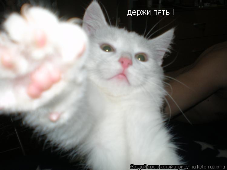 держи пять !... Котоматрица: держи пять !