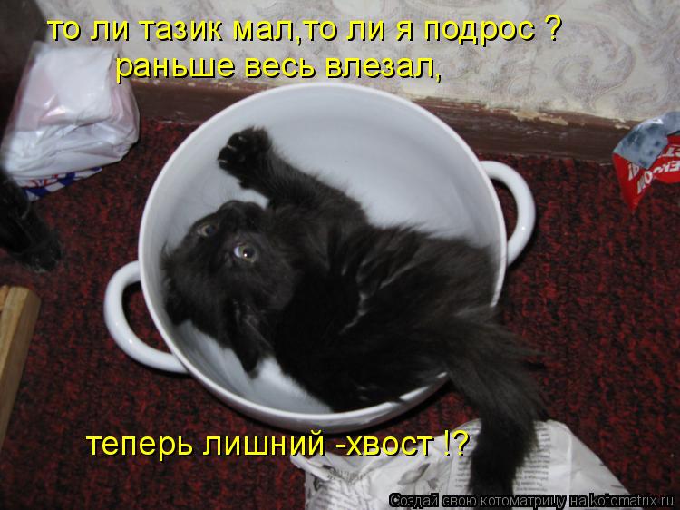 то ли тазик мал,то ли я подрос ? раньше весь влезал, теперь лишний -хвост !?... Котоматрица: то ли тазик мал,то ли я подрос ? раньше весь влезал, теперь лишний -хвост !?