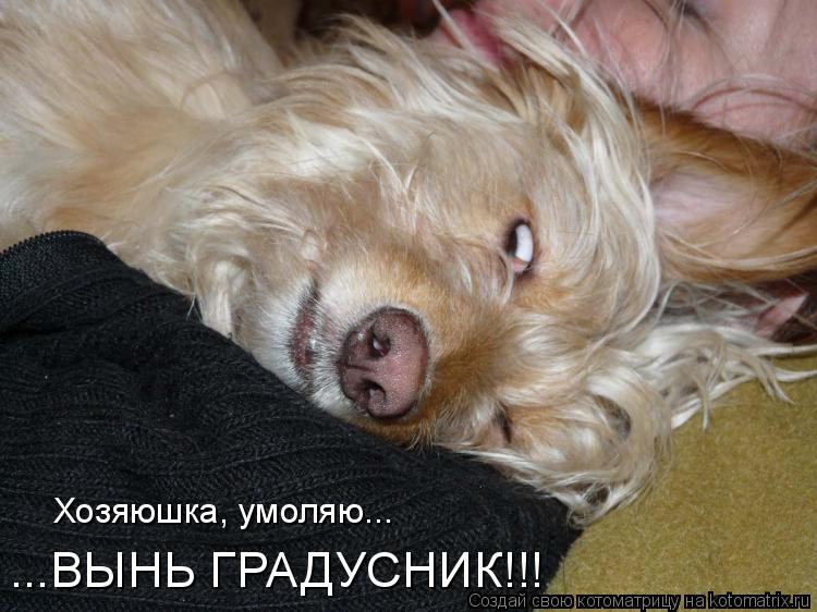 ...ВЫНЬ ГРАДУСНИК!!! Хозяюшка, умоляю...... Котоматрица: ...ВЫНЬ ГРАДУСНИК!!! Хозяюшка, умоляю...