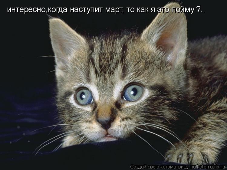 Котоматрица: интересно,когда наступит март, то как я это пойму ?..