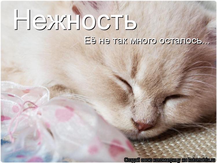 Нежность Её не так много осталось...... Котоматрица: Нежность Её не так много осталось...