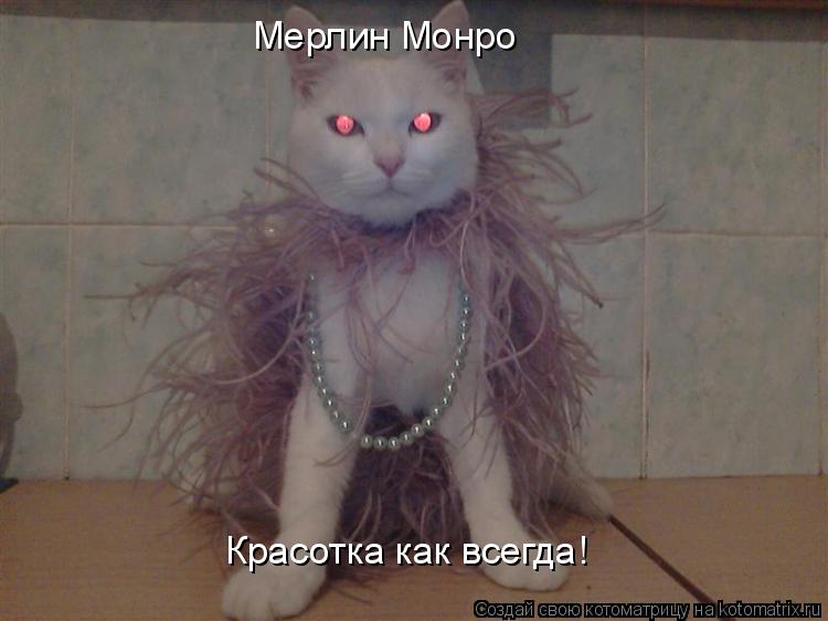 Мерлин Монро Красотка как всегда!... Котоматрица: Мерлин Монро Красотка как всегда!
