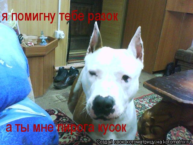 я помигну тебе разок а ты мне пирога кусок... Котоматрица: я помигну тебе разок а ты мне пирога кусок