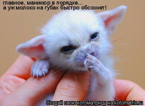 главное, маникюр в порядке... а уж молоко на губах быстро обсохнет!... Котоматрица: главное, маникюр в порядке... а уж молоко на губах быстро обсохнет!