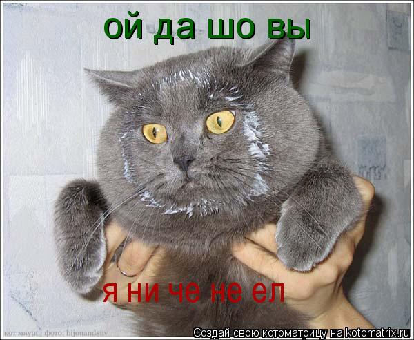 ой да шо вы я ни че не ел... Котоматрица: ой да шо вы я ни че не ел
