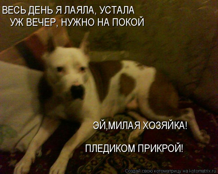 ВЕСЬ ДЕНЬ Я ЛАЯЛА, УСТАЛА УЖ ВЕЧЕР, НУЖНО НА ПОКОЙ ЭЙ,МИЛАЯ ХОЗЯЙКА! ПЛЕДИКОМ ПРИКРОЙ!... Котоматрица: ВЕСЬ ДЕНЬ Я ЛАЯЛА, УСТАЛА УЖ ВЕЧЕР, НУЖНО НА ПОКОЙ ЭЙ,МИЛАЯ ХОЗЯЙКА! ПЛЕДИКОМ ПРИКРОЙ!