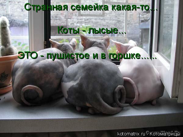 Странная семейка какая-то... Коты - лысые... ЭТО - пушистое и в горшке......... Котоматрица: Странная семейка какая-то... Коты - лысые... ЭТО - пушистое и в горшке......