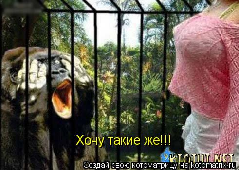 Хочу такие же!!!... Котоматрица: Хочу такие же!!!