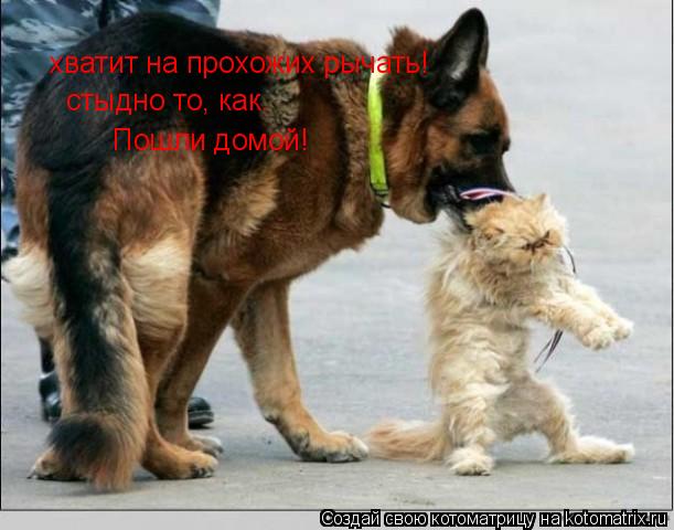 хватит на прохожих рычать! стыдно то, как… Пошли домой!... Котоматрица: хватит на прохожих рычать! стыдно то, как… Пошли домой!