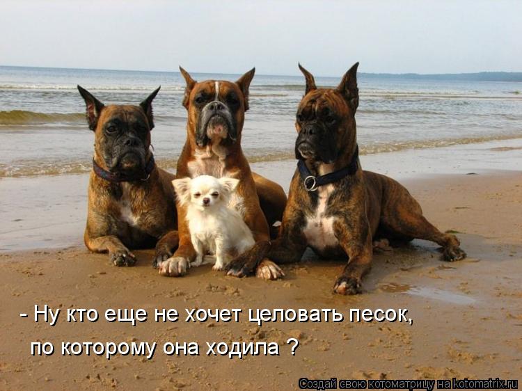- Ну кто еще не хочет целовать песок, по которому она ходила ?... Котоматрица: - Ну кто еще не хочет целовать песок, по которому она ходила ?