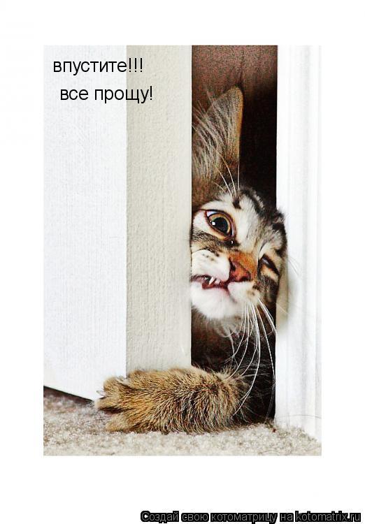 впустите!!! все прощу!... Котоматрица: впустите!!! все прощу!