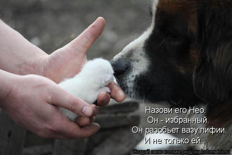Он разобьет вазу пифии. Он - избранный. Назови его Нео. И не только ей..... Котоматрица: Он разобьет вазу пифии. Он - избранный. Назови его Нео. И не только ей..