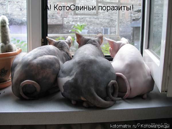 А! КотоСвиньи поразиты!... Котоматрица: А! КотоСвиньи поразиты!