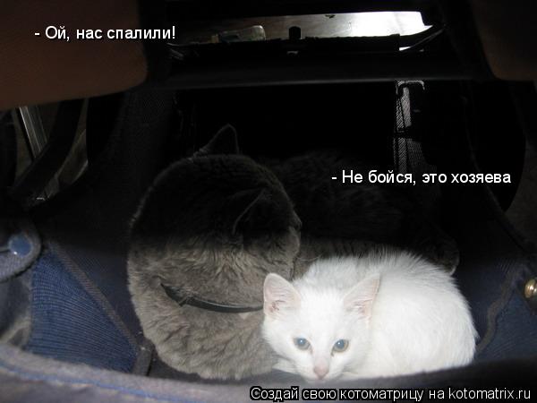 - Ой, нас спалили! - Не бойся, это хозяева - Не бойся, это хозяева... Котоматрица: - Ой, нас спалили! - Не бойся, это хозяева - Не бойся, это хозяева