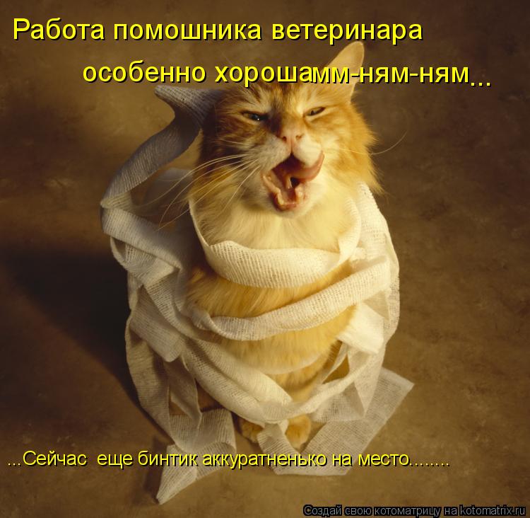 Работа помошника ветеринара особенно хороша мм-ням-ням ... ...Сейчас еще бинтик аккуратненько на мес... Котоматрица: Работа помошника ветеринара особенно хороша мм-ням-ням ... ...Сейчас еще бинтик аккуратненько на место........