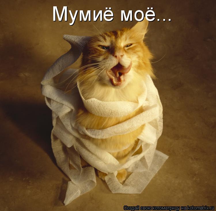 Мумиё моё...... Котоматрица: Мумиё моё...