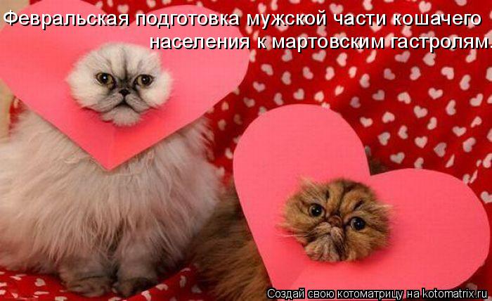 Февральская подготовка мужской части кошачего населения к мартовским гастролям.... Котоматрица: Февральская подготовка мужской части кошачего населения к мартовским гастролям.
