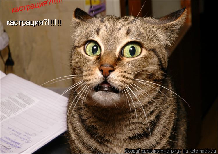 кастрация?!!!!! кастрация?!!!!!!... Котоматрица: кастрация?!!!!! кастрация?!!!!!!