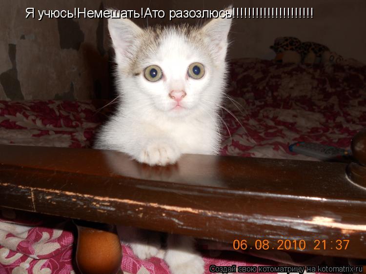 Я учюсь!Немешать!Ато разозлюсь!!!!!!!!!!!!!!!!!!!!!... Котоматрица: Я учюсь!Немешать!Ато разозлюсь!!!!!!!!!!!!!!!!!!!!!