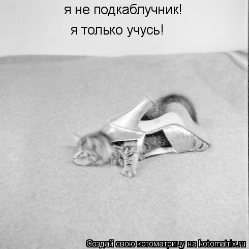 я не подкаблучник! я только учусь!... Котоматрица: я не подкаблучник! я только учусь!