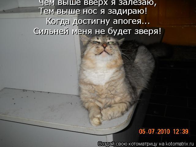 Чем выше вверх я залезаю, Сильней меня не будет зверя! Когда достигну апогея... Тем выше нос я задира... Котоматрица: Чем выше вверх я залезаю, Сильней меня не будет зверя! Когда достигну апогея... Тем выше нос я задираю!