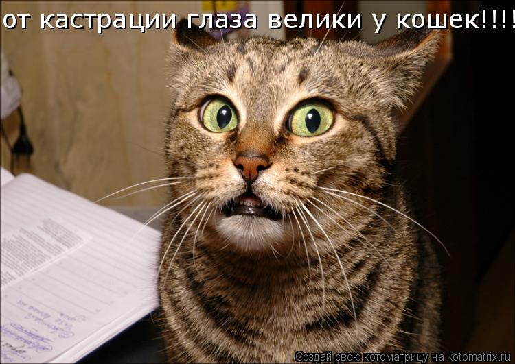 от кастрации глаза велики у кошек!!!!!!!!!!!!... Котоматрица: от кастрации глаза велики у кошек!!!!!!!!!!!!