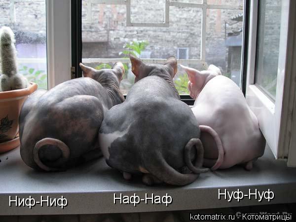 Ниф-Ниф Наф-Наф Нуф-Нуф... Котоматрица: Ниф-Ниф Наф-Наф Нуф-Нуф