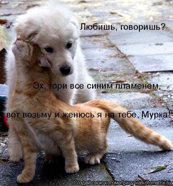 Эх, гори все синим пламенем, вот возьму и женюсь я на тебе, Мурка! Любишь, говоришь?... Котоматрица: Эх, гори все синим пламенем, вот возьму и женюсь я на тебе, Мурка! Любишь, говоришь?