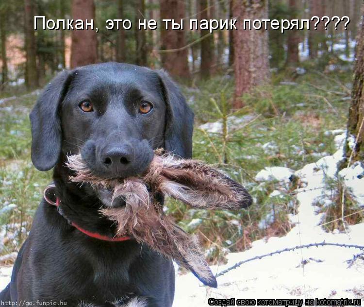 Полкан, это не ты парик потерял????... Котоматрица: Полкан, это не ты парик потерял????