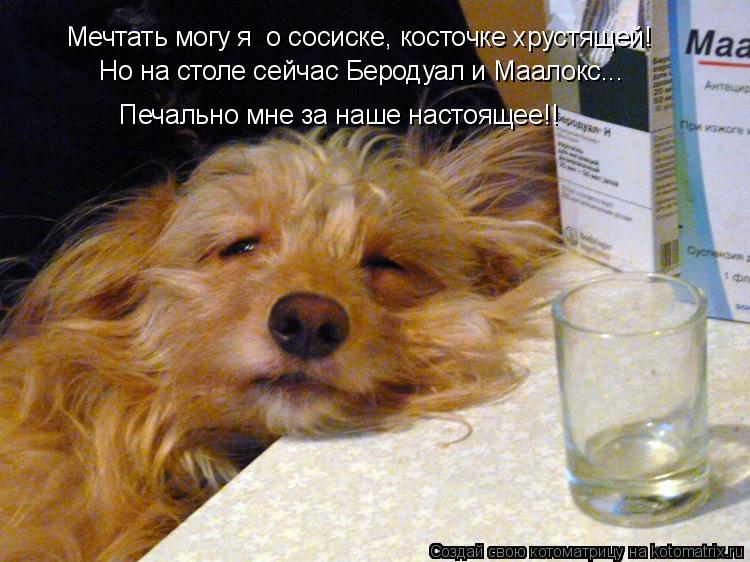 Котоматрица: Мечтать могу я  о сосиске, косточке хрустящей! Но на столе сейчас Беродуал и Маалокс... Печально мне за наше настоящее!!