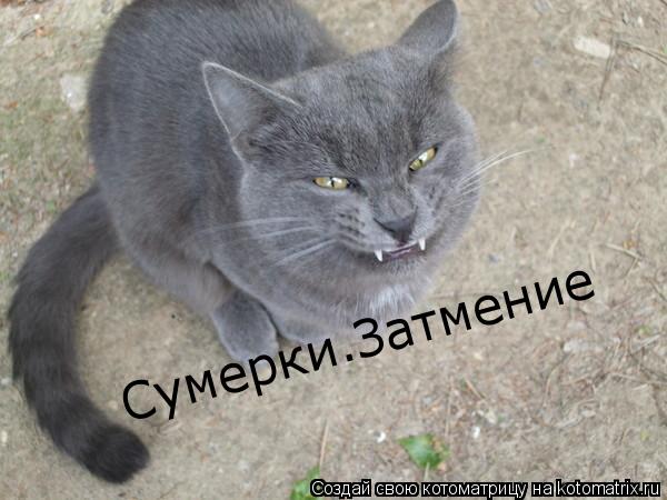 Котоматрица: Cумерки.Затмение