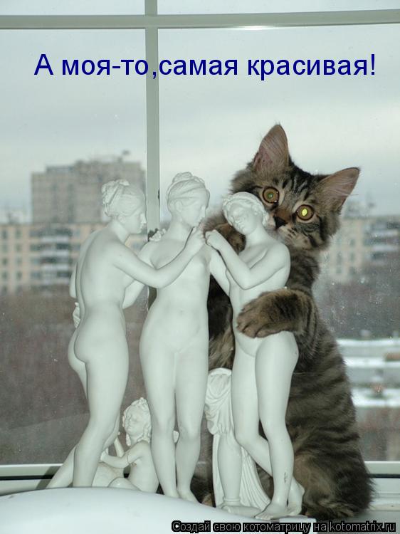 А моя-то,самая красивая!... Котоматрица: А моя-то,самая красивая!