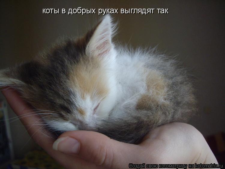 Котоматрица: коты в добрых руках выглядят так
