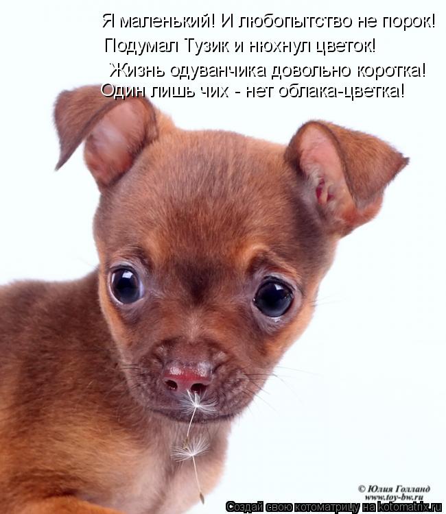 Я маленький! И любопытство не порок! Подумал Тузик и нюхнул цветок! Жизнь одуванчика довольно коротка... Котоматрица: Я маленький! И любопытство не порок! Подумал Тузик и нюхнул цветок! Жизнь одуванчика довольно коротка! Один лишь чих - нет облака-цветка!