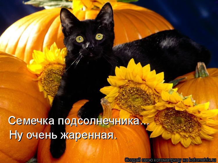 Семечка подсолнечника... Ну очень жаренная.... Котоматрица: Семечка подсолнечника... Ну очень жаренная.